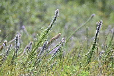 Liatris carrizana, photographed by Spencer McIntyre