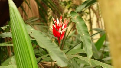 Heliconia angusta, photographed by Bruno Henrique Aranda