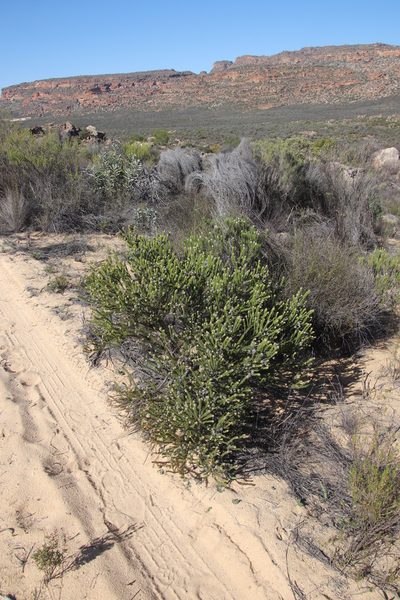Serruria millefolia, photographed by Tony Rebelo
