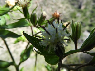 Psacalium peltatum, photographed by Leticia Jiménez Hernández