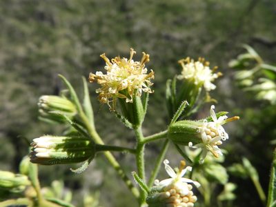 Psacalium peltatum, photographed by Leticia Jiménez Hernández