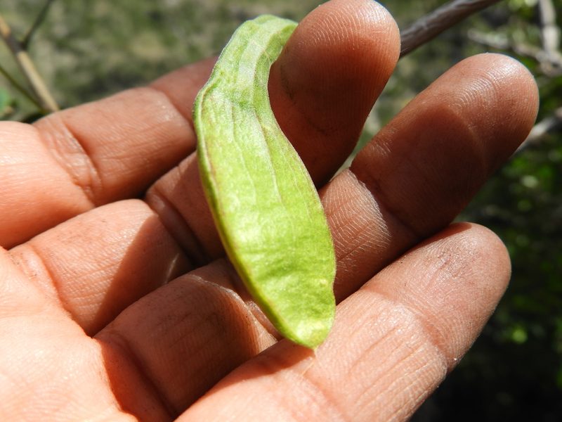 Nissolia platycalyx, photographed by Leticia Jiménez Hernández