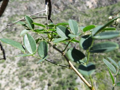 Nissolia platycalyx, photographed by Leticia Jiménez Hernández