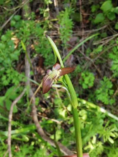 Gilliesia graminea, photographed by Aira Francisca Faúndez Fallau