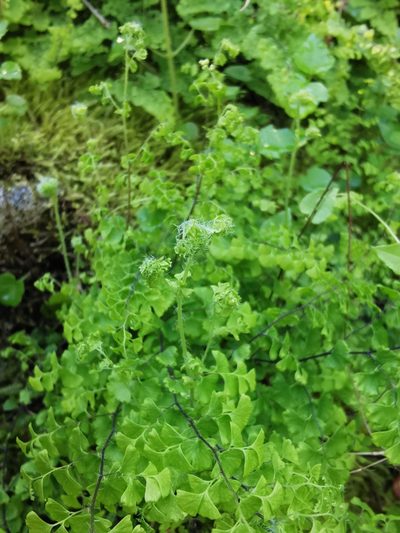 Adiantum excisum, photographed by Aira Francisca Faúndez Fallau