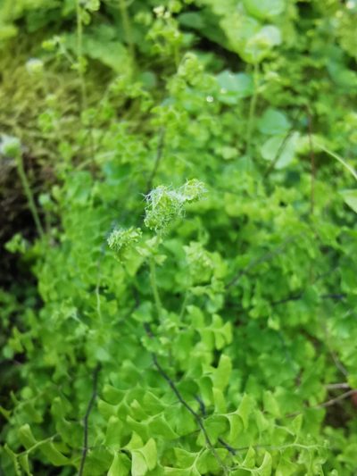 Adiantum excisum, photographed by Aira Francisca Faúndez Fallau