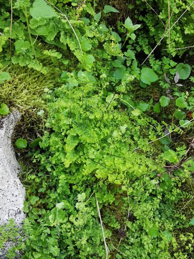 Adiantum excisum, photographed by Aira Francisca Faúndez Fallau