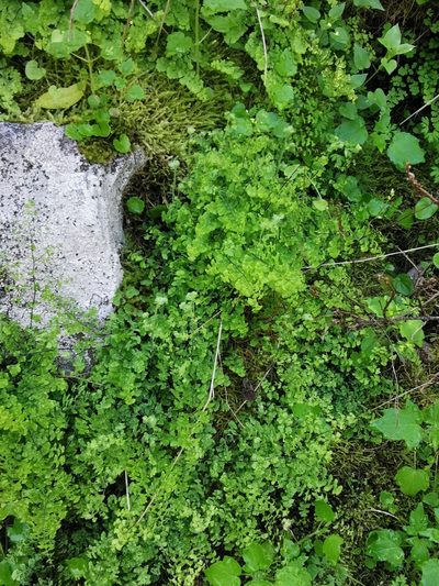 Adiantum excisum, photographed by Aira Francisca Faúndez Fallau