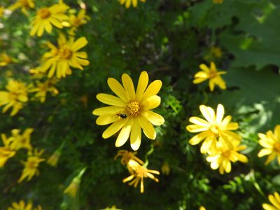 Chrysactinia truncata, photographed by Leticia Jiménez Hernández