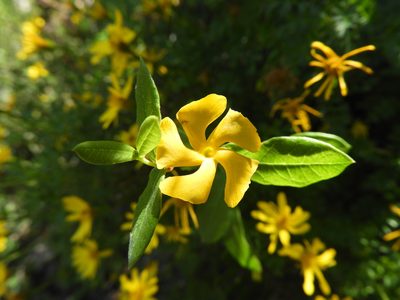 Mandevilla torosa, photographed by Leticia Jiménez Hernández