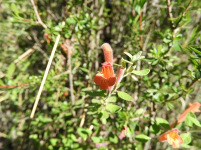 Poliomintha longiflora, photographed by Leticia Jiménez Hernández