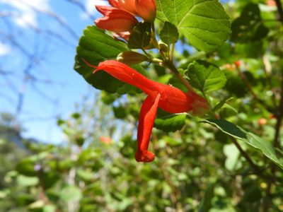 Salvia regla, photographed by Leticia Jiménez Hernández
