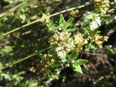 Fendlerella lasiopetala, photographed by Leticia Jiménez Hernández