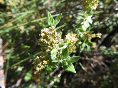 Fendlerella lasiopetala, photographed by Leticia Jiménez Hernández