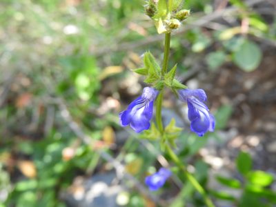 Salvia prunelloides, photographed by Leticia Jiménez Hernández