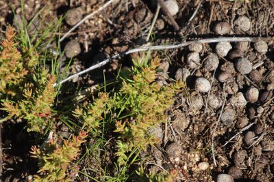 Crassula hirsuta, photographed by Tony Rebelo