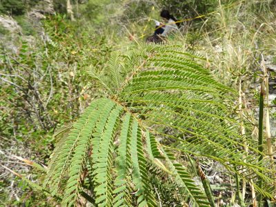 Leucaena greggii, photographed by Leticia Jiménez Hernández