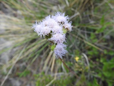 Ageratum corymbosum, photographed by Leticia Jiménez Hernández