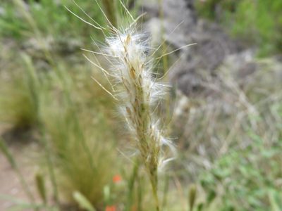 Bothriochloa barbinodis, photographed by Leticia Jiménez Hernández