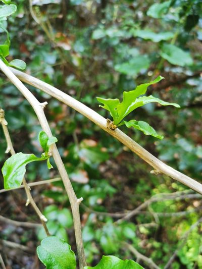 Anisomeria chilensis, photographed by Aira Francisca Faúndez Fallau