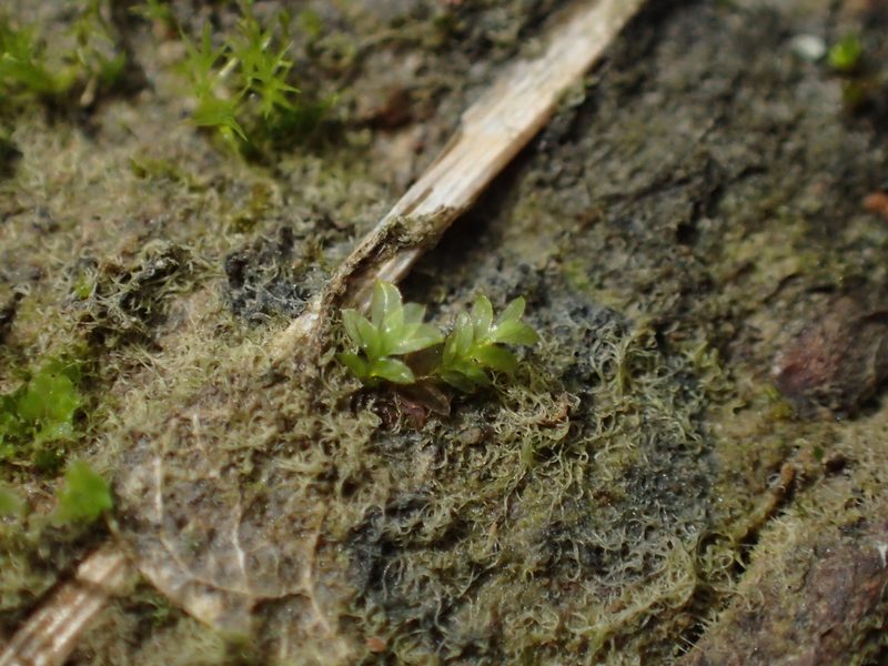Fissidens celticus, photographed by George Greiff