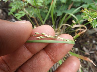 Panicum hallii, photographed by Leticia Jiménez Hernández