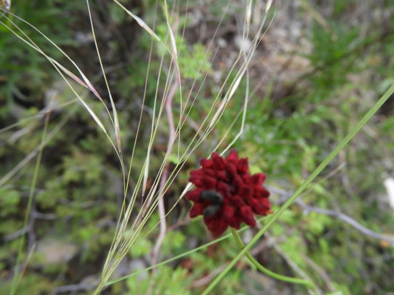 Eriogonum atrorubens, photographed by Leticia Jiménez Hernández