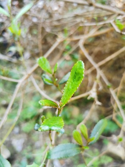 Adenopeltis serrata, photographed by Aira Francisca Faúndez Fallau