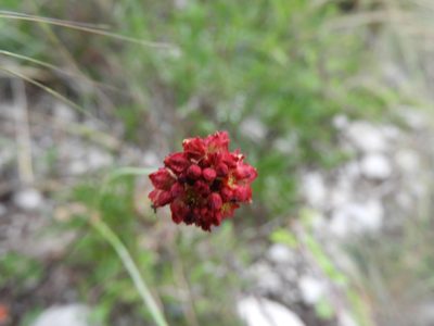 Eriogonum atrorubens, photographed by Leticia Jiménez Hernández