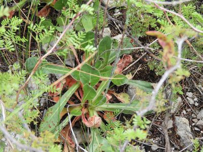 Eriogonum atrorubens, photographed by Leticia Jiménez Hernández