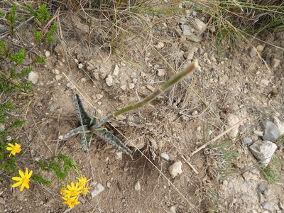 Agave brunnea, photographed by Leticia Jiménez Hernández