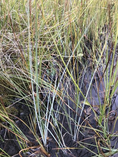 Carex livida, photographed by Allan Harris
