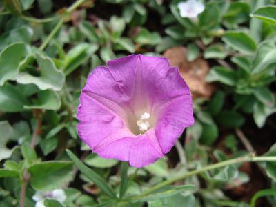 Ipomoea plummerae, photographed by Alexis López Hernández
