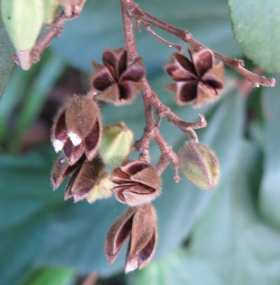 Luehea ochrophylla, photographed by Helio Lourencini