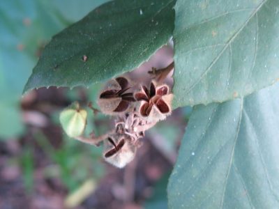 Luehea ochrophylla, photographed by Helio Lourencini