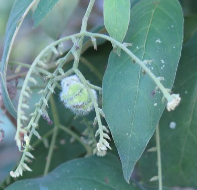 Myriopus salzmannii, photographed by Helio Lourencini