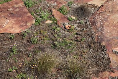 Crassula hirsuta, photographed by Tony Rebelo