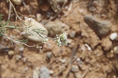 Eriogonum leptophyllum, photographed by Eric Knight