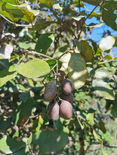 Beilschmiedia miersii, photographed by Aira Francisca Faúndez Fallau