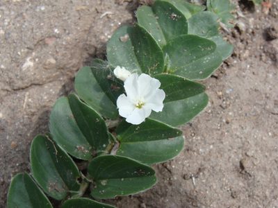 Evolvulus prostratus, photographed by Alexis López Hernández