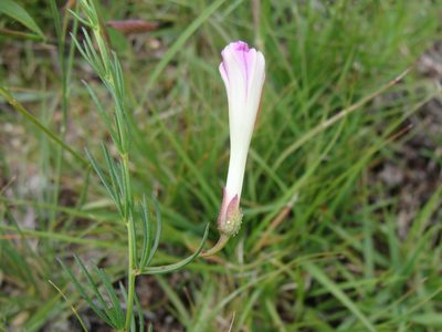 Ipomoea capillacea, photographed by Alexis López Hernández