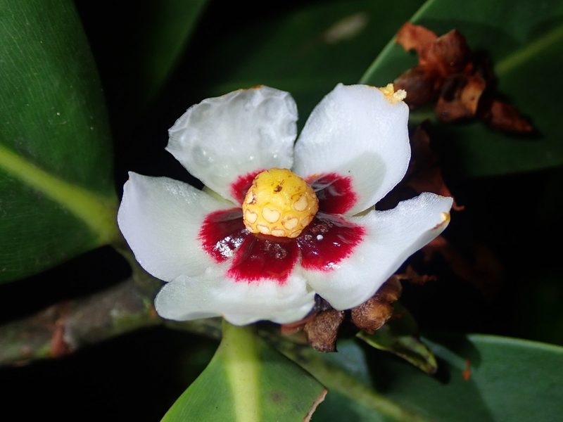 Clusia gardneri, photographed by Tsssss