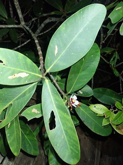 Clusia gardneri, photographed by Tsssss