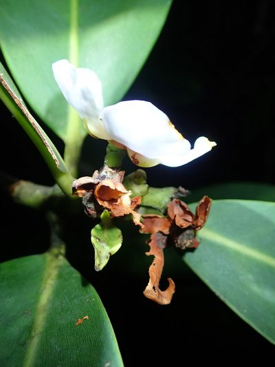 Clusia gardneri, photographed by Tsssss