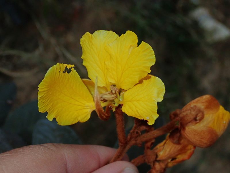 Senna velutina, photographed by Tsssss