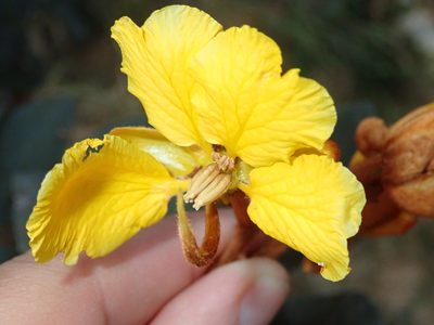 Senna velutina, photographed by Tsssss