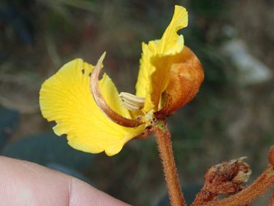 Senna velutina, photographed by Tsssss