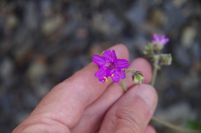 Mirabilis melanotricha, photographed by Eric Knight