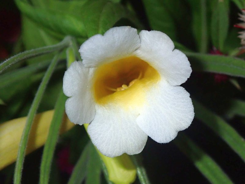 Anemopaegma arvense, photographed by Tsssss