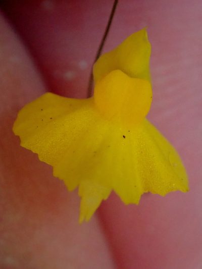 Utricularia triloba, photographed by Tsssss